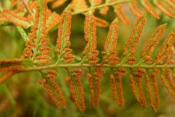 Paesia scaberula. Over-mature sori almost continuous around the lamina margins.
 Image: L.R. Perrie © Leon Perrie 2014 CC BY-NC 3.0 NZ